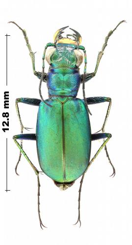 Réf. 244 636 : Cicindela scutellaris flavoviridis
